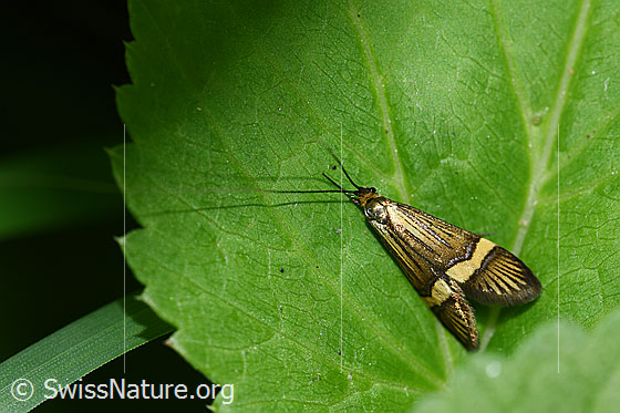 Foto: Tote Gebänderte Langhornmotte (Nemophora degeerella).