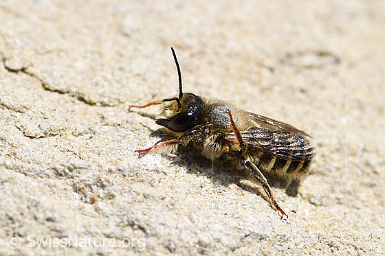 Foto: Wahrscheinlich Platterbsen-Mörtelbiene (Megachile ericetorum), auch Heide-Blattschneiderbiene oder Heide-Mörtelbiene genannt. Männchen. Körperlänge 10 - 13mm.