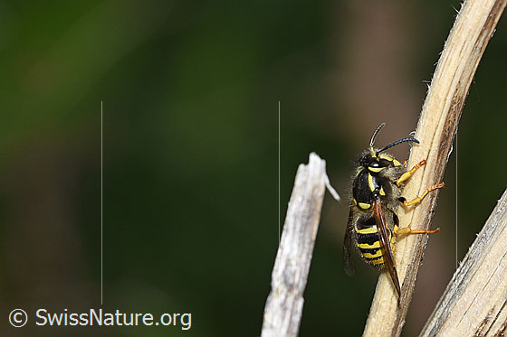 Foto: Gemeine Wespe (Vespula vulgaris). Körperlänge ca. 16-19mm.