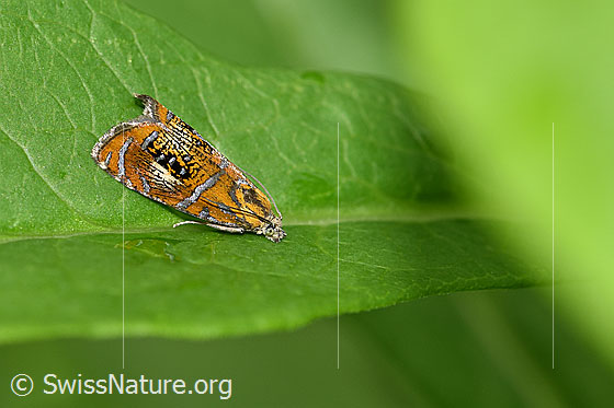 Prachtwickler (Olethreutes arcuella)