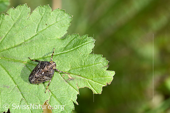 Foto: Echte Käferzikade (Issus coleoptratus). Körperlänge 6.1 - 7.7mm.