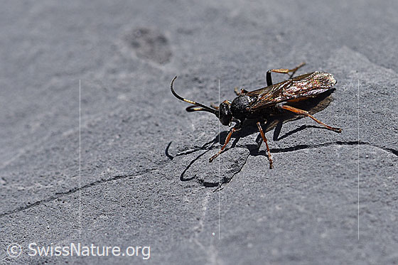 Foto: Wahrscheinlich Oronotus binotatus (Schlupfwespe)