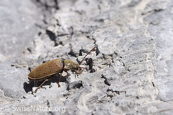 Foto: Behaarter Moorweichkäfer (Dascillus cervinus), Länge 9 - 11.5mm. Ansicht von der Seite. Unterwegs auf Gletscherschliff.