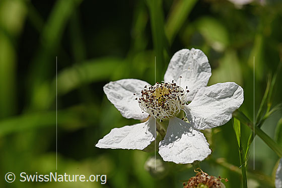 Foto: Gefurchte Brombeere (Rubus sulcatus). Blüte