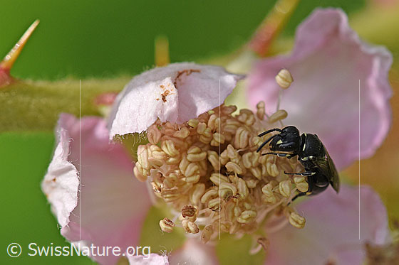 Foto: Grobpunktierte Maskenbiene (Hylaeus punctatus) auf Gefurchte Brombeere (Rubus sulcatus). Länge 5 -6.5mm. Weibchen. Ansicht von schräg vorne.