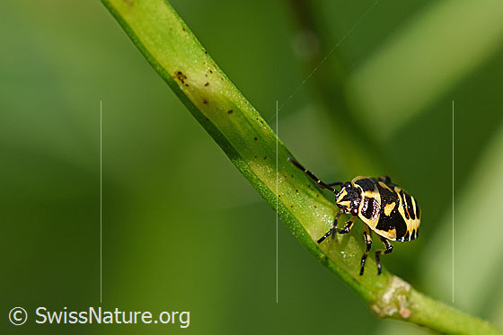 Foto: Kohlwanze (Eurydema oleracea, Alias: Eurydema oleraceum), Larve im letzten Stadium, Länge 5mm.