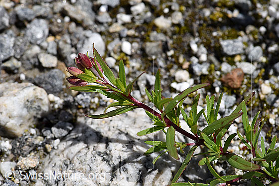 Photo: Epilobium fleischeri. Buds and leaves.