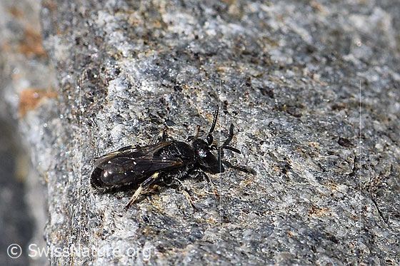 Verkannte Maskenbiene (Hylaeus confusus)