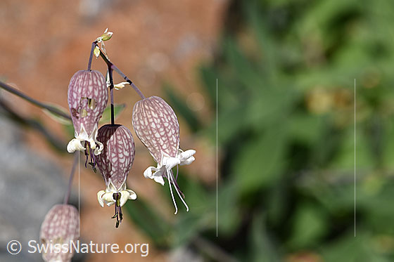 Gemeines Leimkraut (Silene vulgaris)