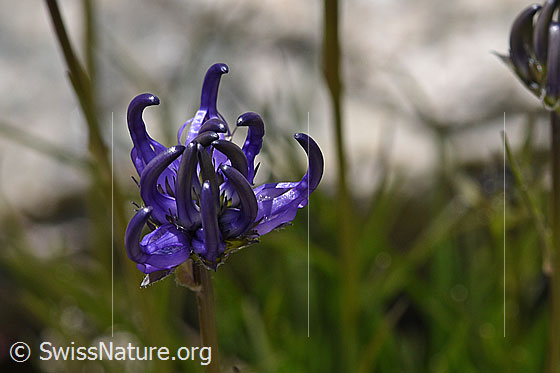 Halbkugelige Rapunzel (Phyteuma hemisphaericum)