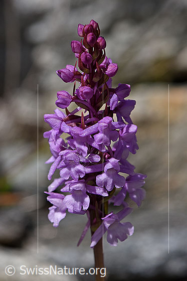 Langspornige Handwurz (Gymnadenia conopsea)