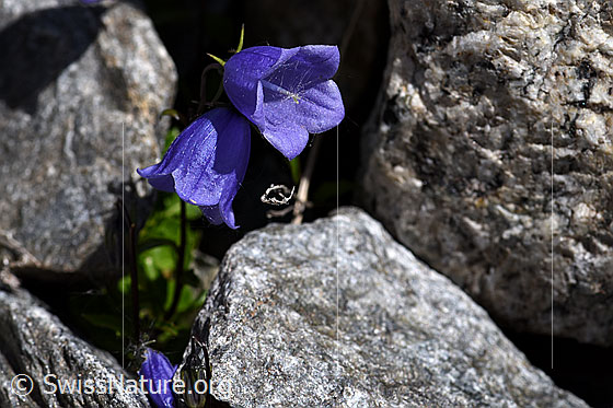 Photo: Campanula cochleariifolia