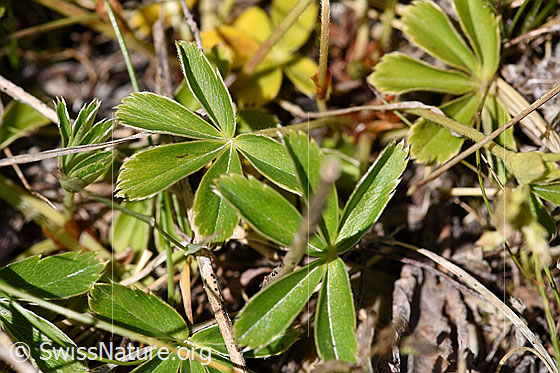 Photo: Alchemilla nitida. Leaves.