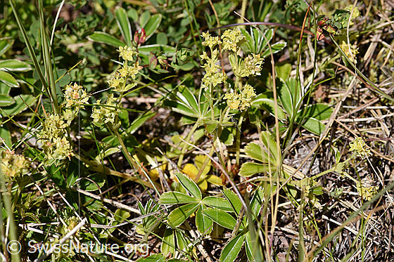 Photo: Alchemilla nitida. Blossoms and leaves.