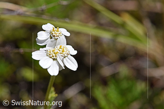 Photo: Achillea erba-rotta. Blossoms.