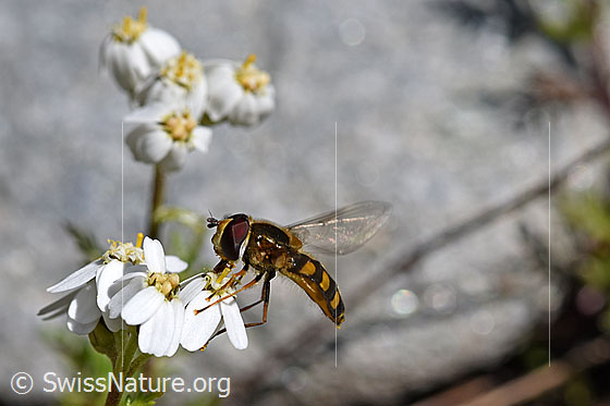 Foto: Mondfleck-Feldschwebfliege (Eupeodes luniger) auf Blüte der Moschus-Schafgarbe (Achillea erba-rotta). Länge 8-13mm.