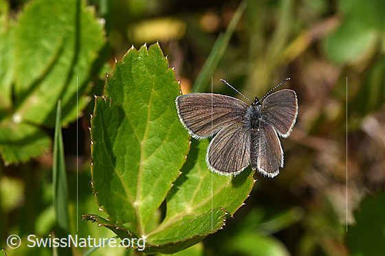 Photo: Probably Cupido minimus. Wings open. View from diagonally above.