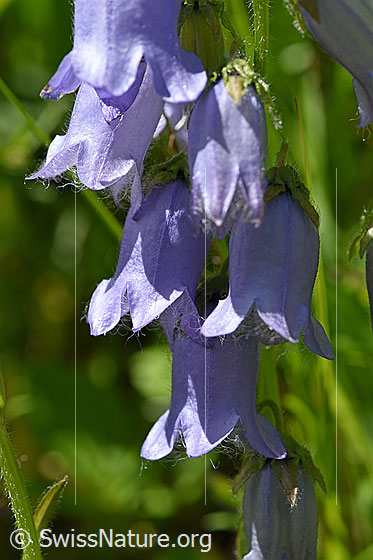 Bärtige Glockenblume (Campanula barbata)