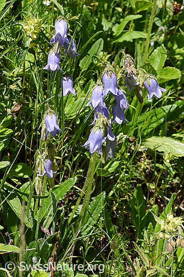 Photo: Campanula barbata. Whole plant (habiti).