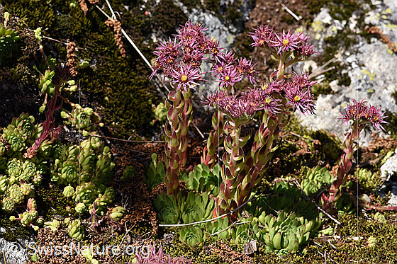 Foto: Berg-Hauswurz (Sempervivum montanum). Ganze Pflanze (Habitus).
