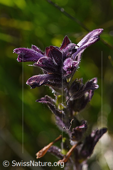 Foto: Alpenhelm (Bartsia alpina). Blüten.