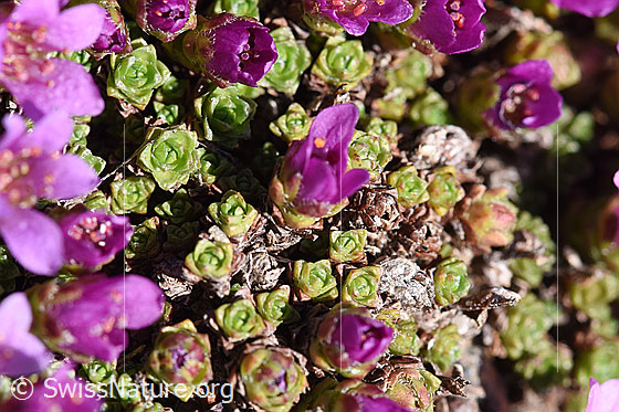 Foto: Gegenblättriger Steinbrech (Saxifraga oppositifolia). Blüten und Blattrosetten.