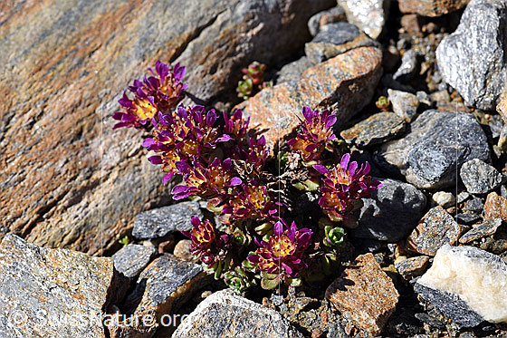 Foto: Zweiblütiger Steinbrech (Saxifraga biflora). Ganze Pflanze.