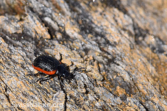 Foto: Rotsaum-Blattkäfer (Chrysolina sanguinolenta). Länge 6-9mm. Unterwegs auf Fels.