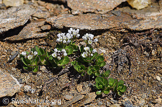 Photo: Arabis caerulea. Whole plant.