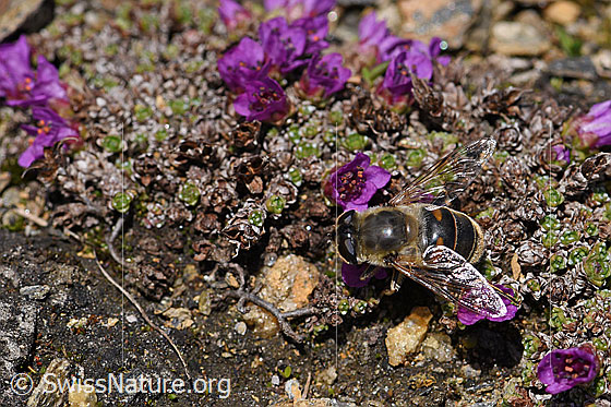 Photo: Eristalis tenax on Saxifraga oppositifolia. Female. View from above.