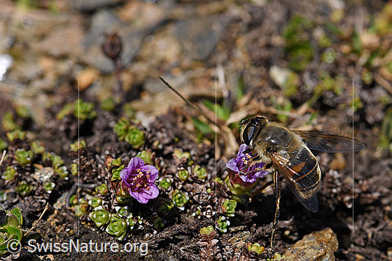 Photo: Eristalis tenax on blossom of (Saxifraga oppositifolia). View from diagonally above. Wing opened sideways.