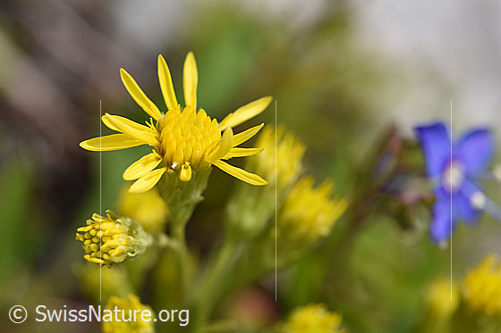 Foto: Alpen-Goldrute (Solidago virgaurea ssp. minuta).