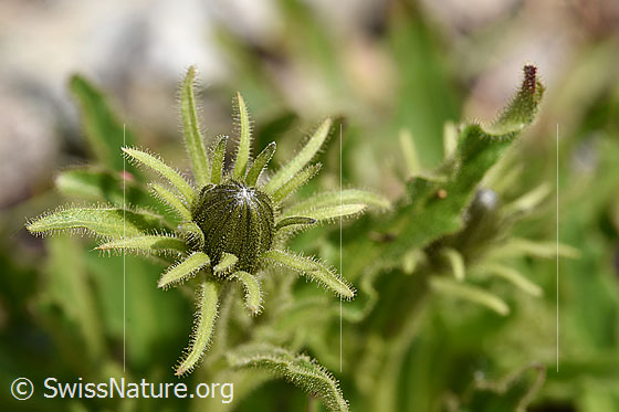 Foto: Weissliches Habichtskraut (Hieracium intybaceum). Blüten-Knospe.