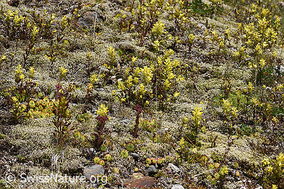 Foto: Schmalblättriger Klappertopf (Rhinanthus glacialis). Mehrere Exemplare in wunderbarem Trockenrasen.