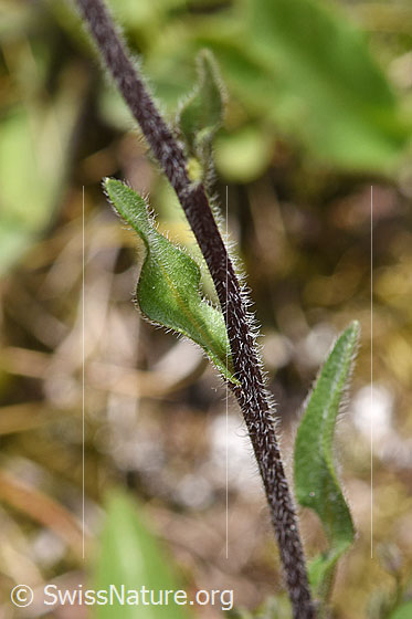 Foto: Wahrscheinlich Alpen-Berufkraut (Erigeron alpinus). Stängel und Blatt (Stängel).