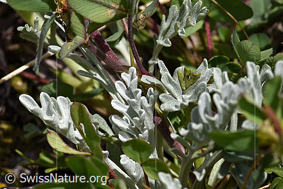 Foto: Graues Greiskraut (Senecio incanus). Blätter.