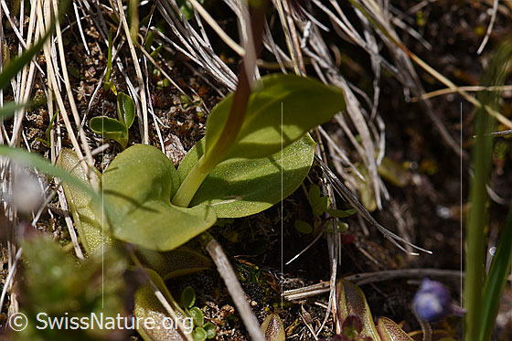 Photo: Coeloglossum viride. Leaves and stem.