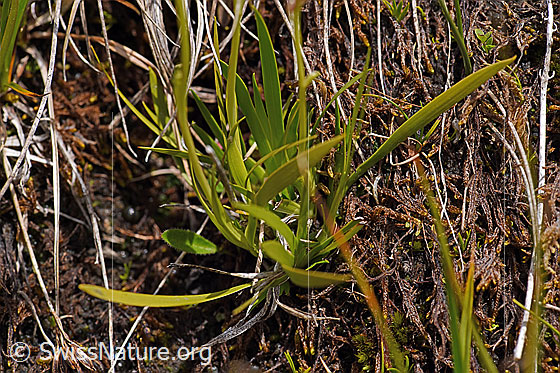 Foto: Kelch-Simsenlilie (Tofieldia calyculata). Blätter.