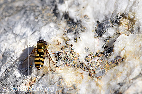 Kleine Schwebfliege (Syrphus vitripennis)
