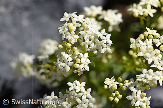 Foto: Ungleichblättriges Labkraut (Galium anisophyllon). Blüten.