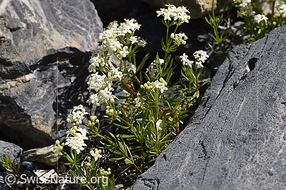 Foto: Ungleichblättriges Labkraut (Galium anisophyllon). Ganze Pflanze.