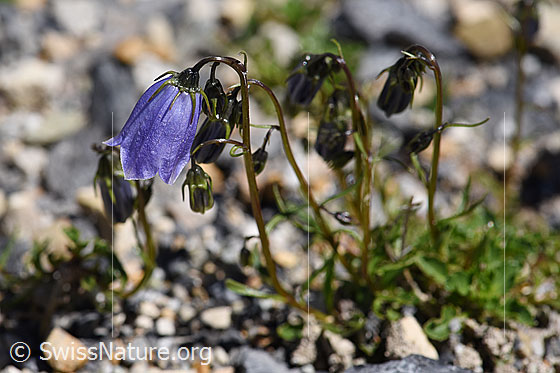 Foto: Niedliche Glockenblume (Campanula cochleariifolia). Ganze Pflanze.