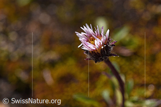 Foto: Einköpfiges Berufkraut (Erigeron uniflorus). Blüte und Hüllblätter.