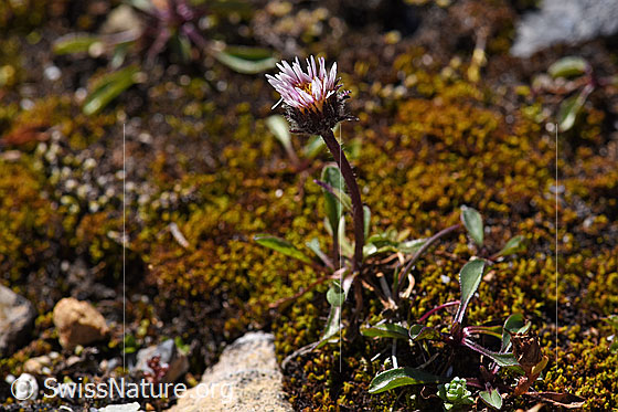 Foto: Einköpfiges Berufkraut (Erigeron uniflorus). Ganze Pflanze.