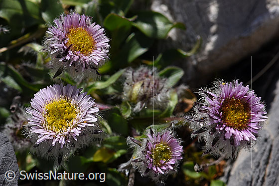 Foto: Einköpfiges Berufkraut (Erigeron uniflorus). Blüten.