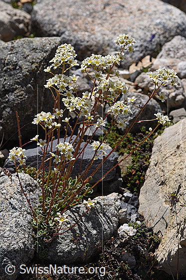 Foto: Trauben-Steinbrech (Saxifraga paniculata). Ganze Pflanze.