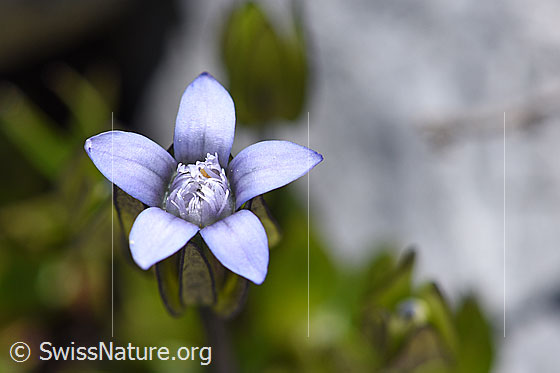 Zarter Enzian (Gentiana tenella)