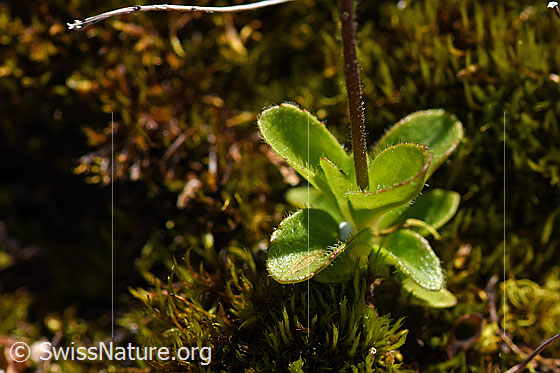 Foto: Blattloser Ehrenpreis (Veronica aphylla). Blattrosette.