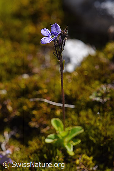Foto: Blattloser Ehrenpreis (Veronica aphylla). Gante Pflanze.