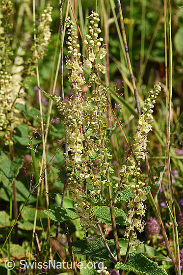 Foto: Salbeiblättriger Gamander (Teucrium scorodonia). Ganze Pflanze.
